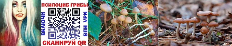 Галлюциногенные грибы Cubensis  Купить где  Кисловодск 